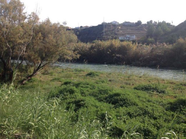 Mantenimiento y restauración del río Segura Tramo Ojós-La Contraparada - 2, Foto 2