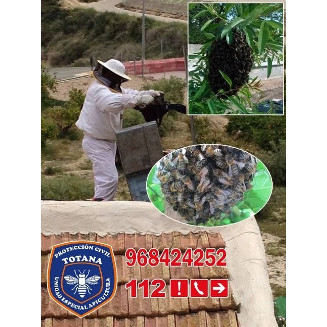    [La Unidad de Apicultura de Proteccin Civil de Totana activa el dispositivo de recogida de enjambres de abejas coincidiendo con la floracin primaveral, Foto 2