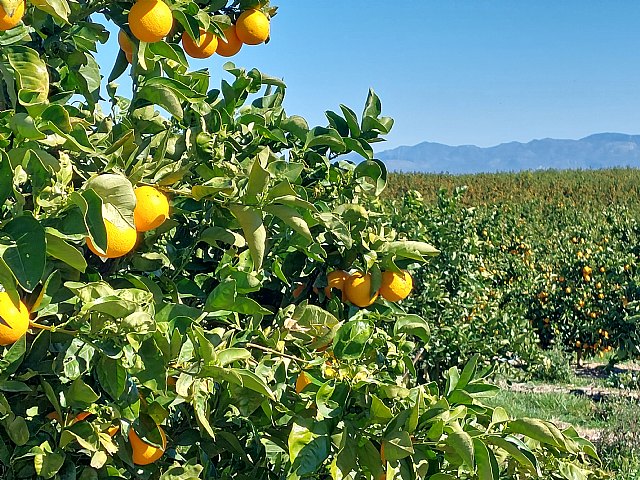 Alcampo refuerza su apuesta por las frutas y verduras de producción sostenible - 1, Foto 1