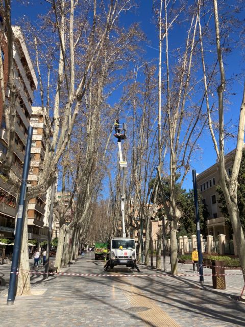 El Ayuntamiento de Murcia revisa más de 400 árboles de gran porte antes de la Semana Santa y Fiestas de Primavera - 1, Foto 1