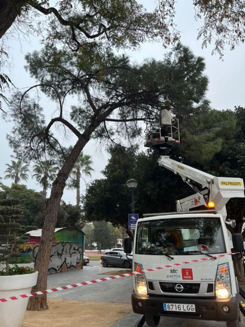El Ayuntamiento de Murcia revisa más de 400 árboles de gran porte antes de la Semana Santa y Fiestas de Primavera - 2, Foto 2
