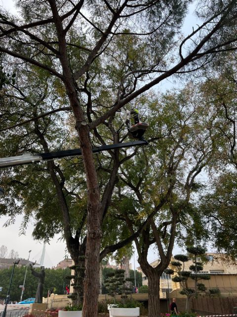 El Ayuntamiento de Murcia revisa más de 400 árboles de gran porte antes de la Semana Santa y Fiestas de Primavera - 3, Foto 3