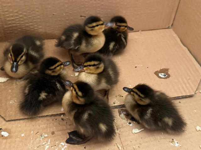 Pato, ¿cua?, la pardilla, avise al Consejero - 1, Foto 1