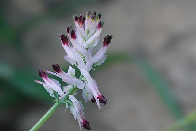 Descubierta una joya botánica en Cabo Cope (Águilas) - 1, Foto 1