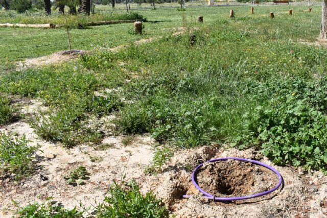 Roban árboles en una zona reforestada del Parque de la Antena - 3, Foto 3