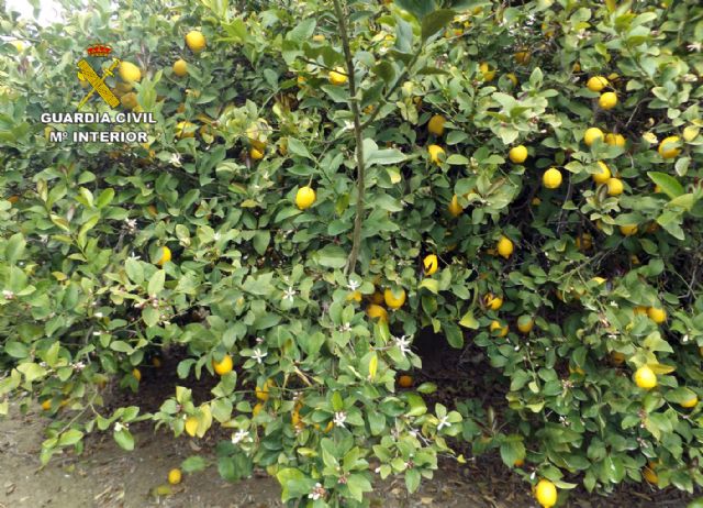 La Guardia Civil detiene e investiga a ocho personas por el hurto de diez toneladas de ctricos, Foto 1