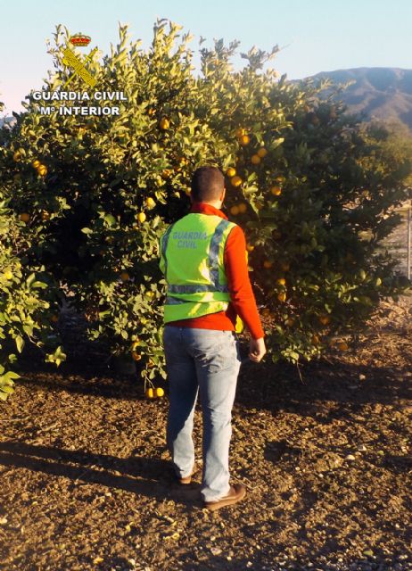 La Guardia Civil detiene e investiga a ocho personas por el hurto de diez toneladas de ctricos, Foto 3