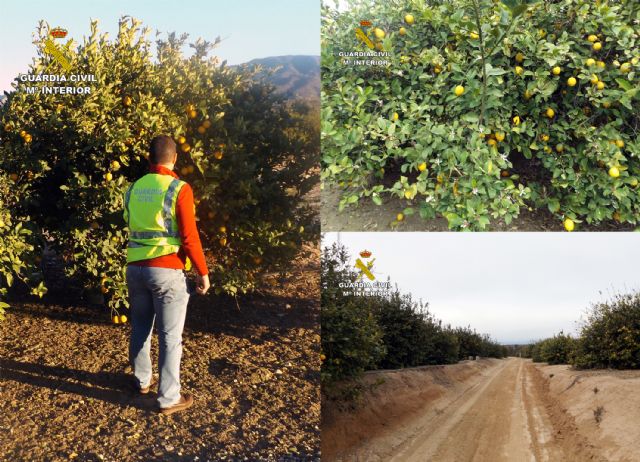 La Guardia Civil detiene e investiga a ocho personas por el hurto de diez toneladas de ctricos, Foto 4