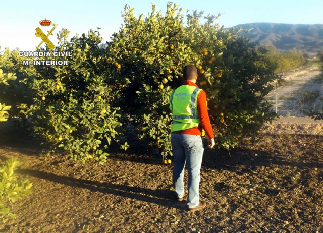 La Guardia Civil detiene e investiga a ocho personas por el hurto de diez toneladas de ctricos, Foto 5