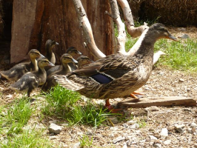 Terra Natura aumenta su familia de aves con el nacimiento de 15 crías de patos en plena primavera - 1, Foto 1