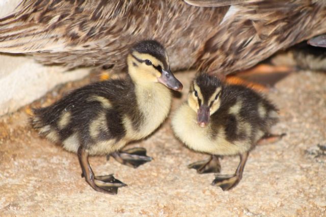 Terra Natura aumenta su familia de aves con el nacimiento de 15 crías de patos en plena primavera - 2, Foto 2