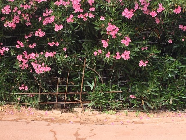 Denuncian ante la CHS el vallado del barranco de Enmedio en el Purgatorio (Sierra Espuña), Foto 3