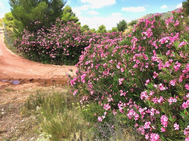 Denuncian ante la CHS el vallado del barranco de Enmedio en el Purgatorio (Sierra Espuña), Foto 4