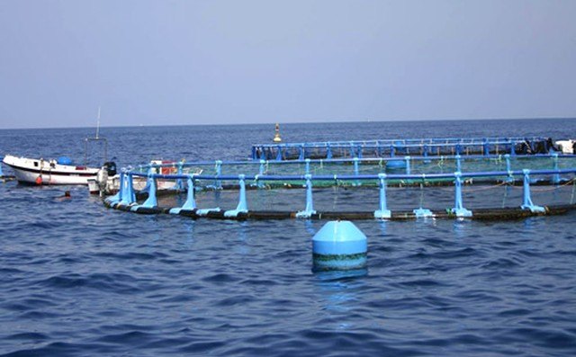 Agricultura, Pesca y Alimentación convoca la XXI edición del premio Jacumar de investigación en acuicultura - 1, Foto 1