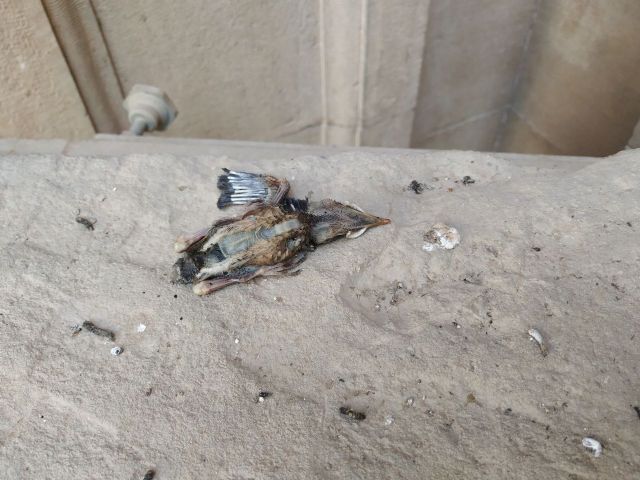 Huermur denuncia el vergonzoso estado de la colección de 18 escudos heráldicos BIC del Museo Arqueológico - 3, Foto 3