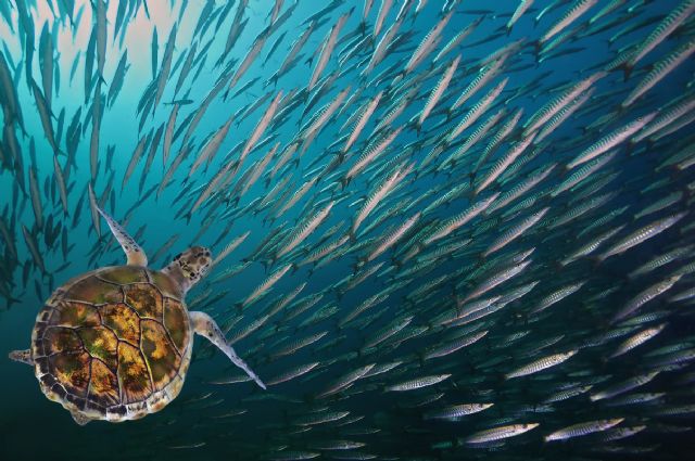 Sustainable Fisheries Partnership (SFP) en colaboración con Purina Europa lanzan un nuevo centro para proteger la vida silvestre en los océanos - 1, Foto 1