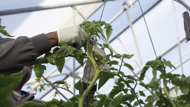 Cajamar lanza una nueva línea de financiación para agricultores de cultivos intensivos bajo plástico - 1, Foto 1