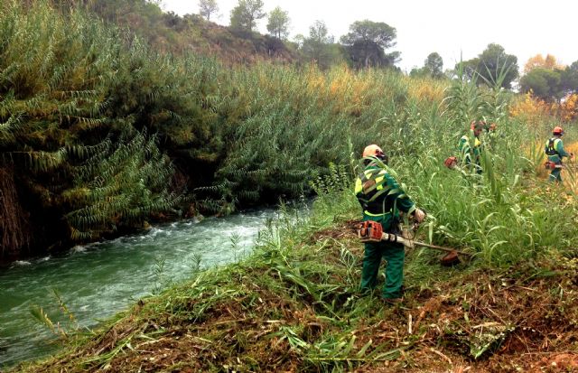 La Confederación Hidrográfica del Segura publica un manual para la gestión de los cañaverales - 2, Foto 2