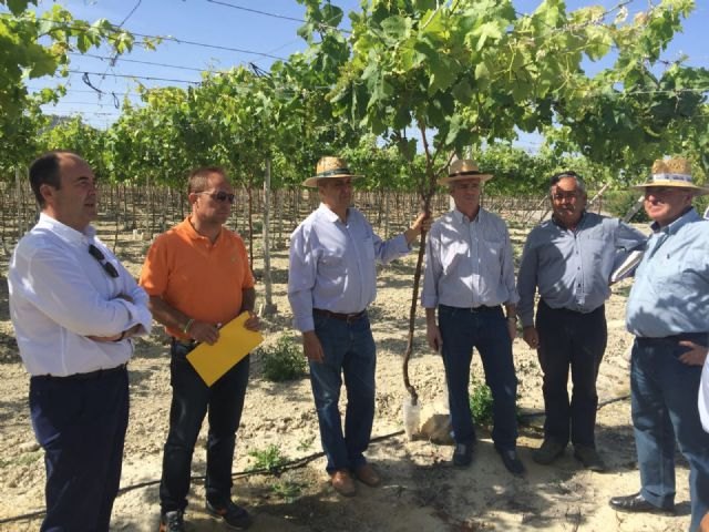 El grupo de trabajo de uva de mesa de la comisión de seguros comprueba los daños del pedrisco en fincas de Abarán y Jumilla - 1, Foto 1