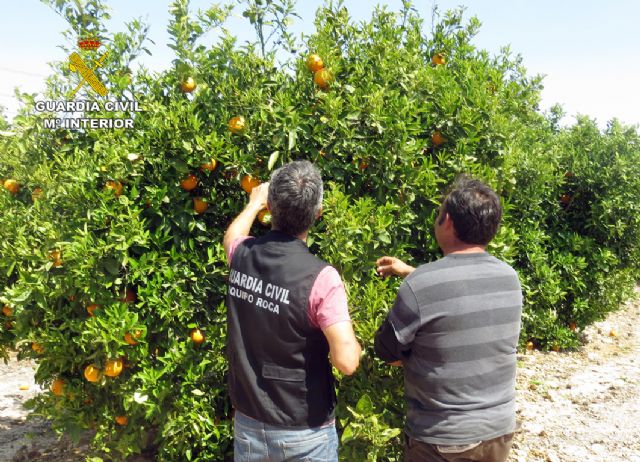 La Guardia Civil detiene a cinco personas e investiga a otras cuatro como presuntas autoras de la sustracción de siete toneladas de cítricos - 2, Foto 2