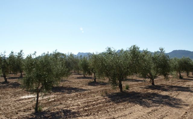 Agricultura desarrolla en Jumilla un proyecto sobre la calidad del aceite de diversas variedades de olivo - 1, Foto 1