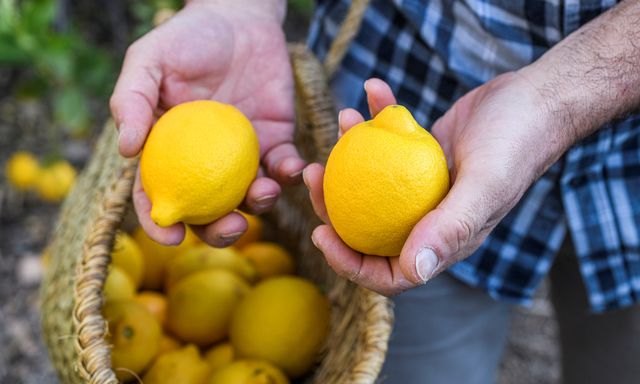 El limón ecológico está de moda - 1, Foto 1