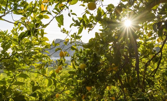 El limón ecológico está de moda - 2, Foto 2