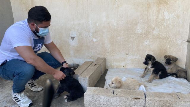 Puerto Lumbreras recoge más de medio centenar de animales abandonados y logra más de 30 adopciones en los últimos 7 meses - 1, Foto 1