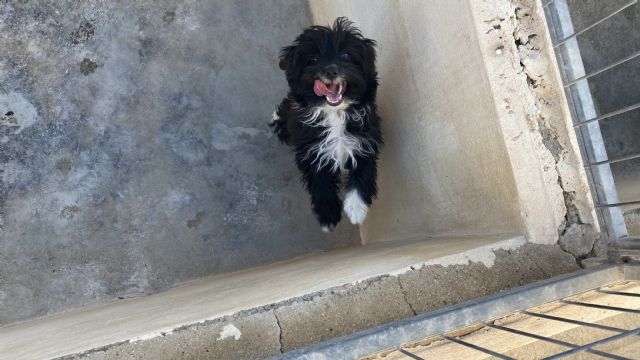 Puerto Lumbreras recoge más de medio centenar de animales abandonados y logra más de 30 adopciones en los últimos 7 meses - 3, Foto 3