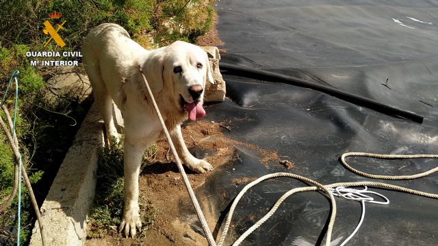La Guardia Civil rescata a dos perros en un pantano de riego de Totana, Foto 1