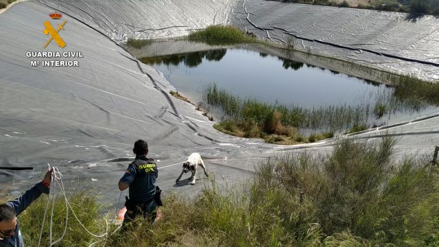 La Guardia Civil rescata a dos perros en un pantano de riego de Totana, Foto 5
