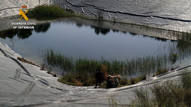 La Guardia Civil rescata a dos perros en un pantano de riego de Totana, Foto 6