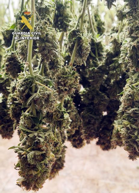 La Guardia Civil desarticula una organizaci�n criminal y detiene a sus 10 miembros por delitos de cultivo y tr�fico de droga, Foto 3