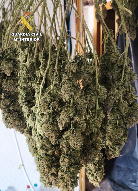 La Guardia Civil desarticula una organizaci�n criminal y detiene a sus 10 miembros por delitos de cultivo y tr�fico de droga, Foto 4