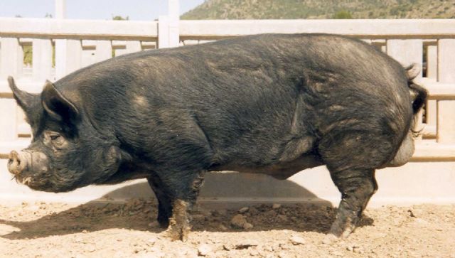 El IMIDA desarrolla un proyecto para el mantenimiento del Banco de Germoplasma de razas autóctonas animales en peligro de extinción - 1, Foto 1