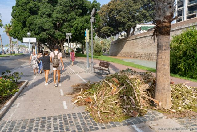 El Ayuntamiento habilita un número de teléfono para reforzar la recogida de restos vegetales en las zonas costeras de Cartagena - 1, Foto 1