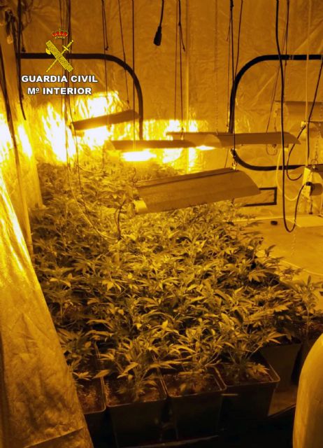 La Guardia Civil detiene a un vecino de Totana que ocultaba una plantación de marihuana en un establecimiento de compra-venta de coches usados, Foto 3