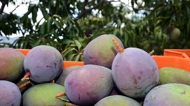 El Festival de la Cosecha del Mango de República Dominicana trascurre con Brillante Éxito - 1, Foto 1