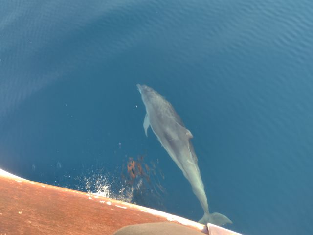 Contra la cautividad de los cetáceos. Su lugar es el mar - 1, Foto 1