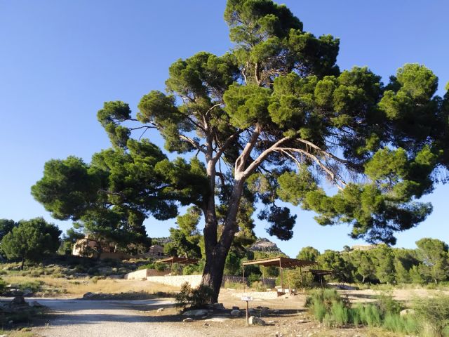 Conservación de siete árboles monumentales en Blanca, Caravaca de la Cruz, Cieza y Murcia - 1, Foto 1