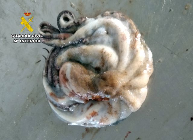 La Guardia Civil desarticula en Cartagena un grupo delictivo de pesca furtiva - 2, Foto 2