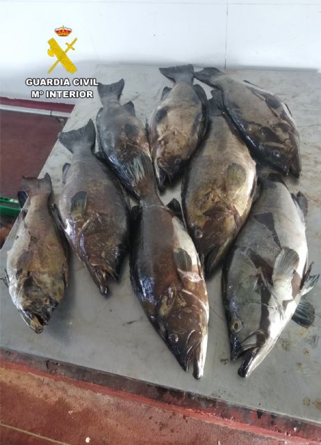La Guardia Civil desarticula en Cartagena un grupo delictivo de pesca furtiva - 3, Foto 3