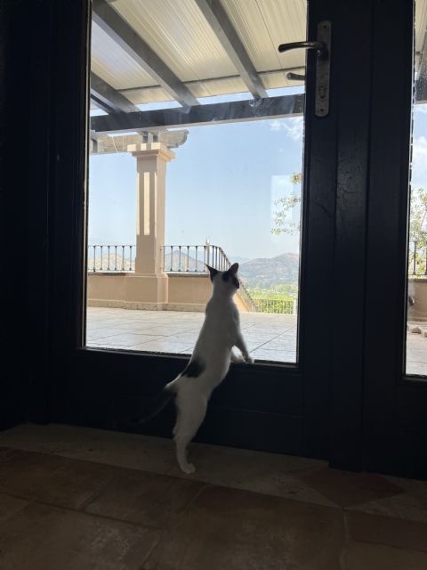 Ita Coín apuesta por la terapia con gatos rescatados para apoyar la salud mental de los y las adolescentes - 1, Foto 1