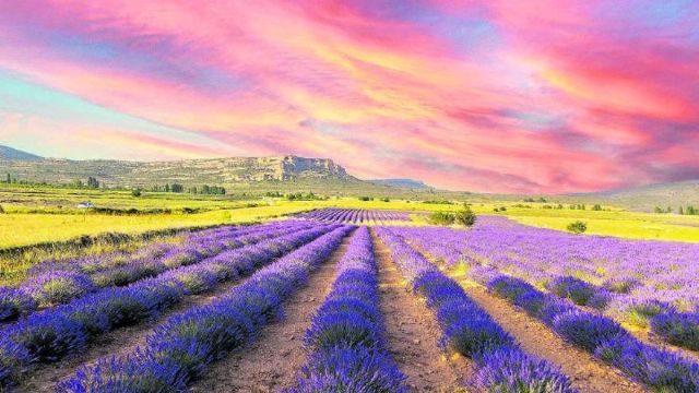 Moratalla celebra la floraci�n de la lavanda con la novedad del Tren de la Floraci�n, as� como diferentes rutas y experiencias sensoriales