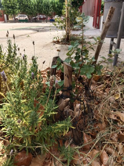 Renaturalizar patios escolares para combatir el calor: El Oasis del CEIP San Pío X - 3, Foto 3