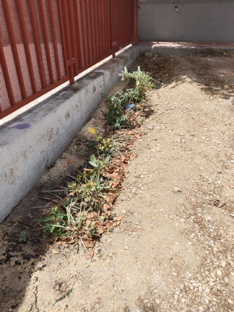 Renaturalizar patios escolares para combatir el calor: El Oasis del CEIP San Pío X - 4, Foto 4