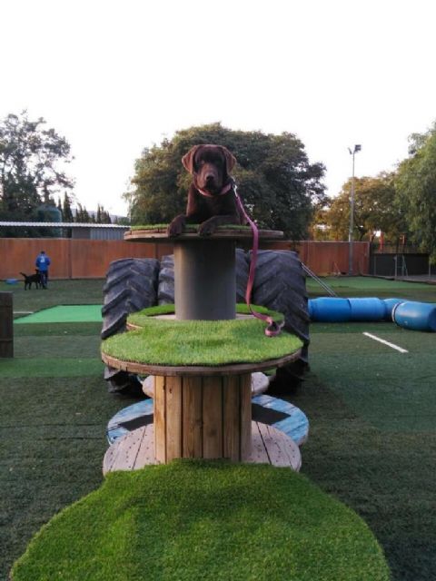 La Policía Local pone en marcha la Unidad Canina Antidrogas en el municipio - 2, Foto 2