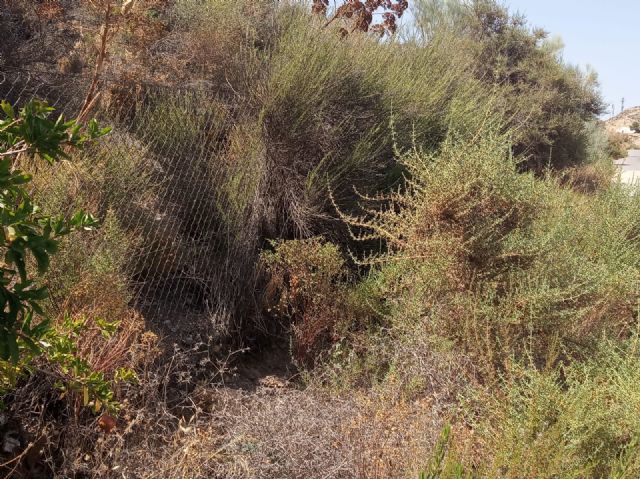 El grupo municipal del Partido Popular en Puerto Lumbreras llevará a pleno una moción para el desbroce de cunetas en A7 y A92 - 4, Foto 4