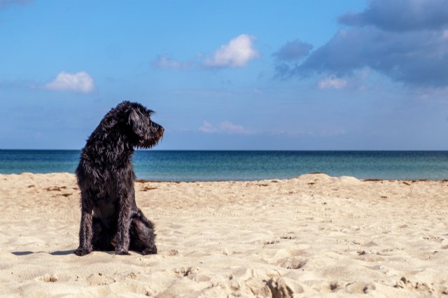 ¿Cuáles son los destinos más convenientes para viajar con tu perro este verano 2023? - 1, Foto 1
