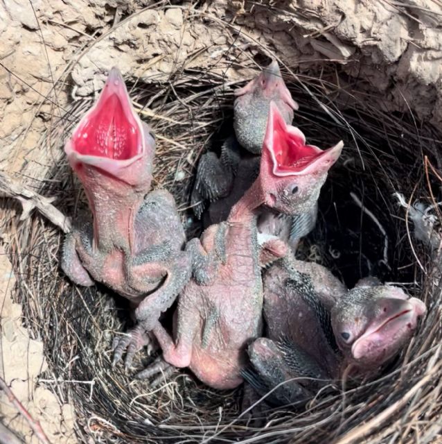 Terra Natura Murcia conciencia a la población sobre cómo actuar si se encuentran un polluelo fuera del nido - 1, Foto 1